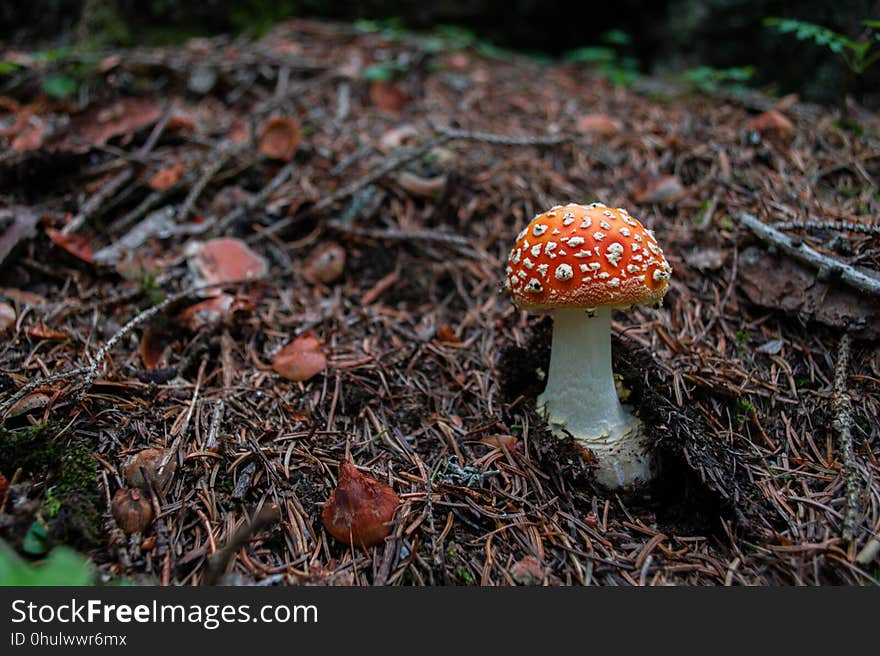 Fungus, Mushroom, Agaric, Ecosystem