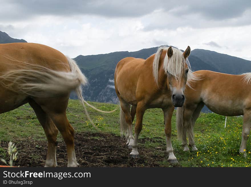 Horse, Pasture, Grazing, Ecosystem