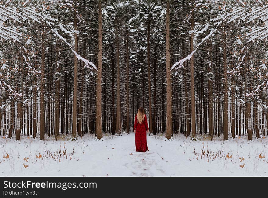 Snow, Winter, Tree, Freezing