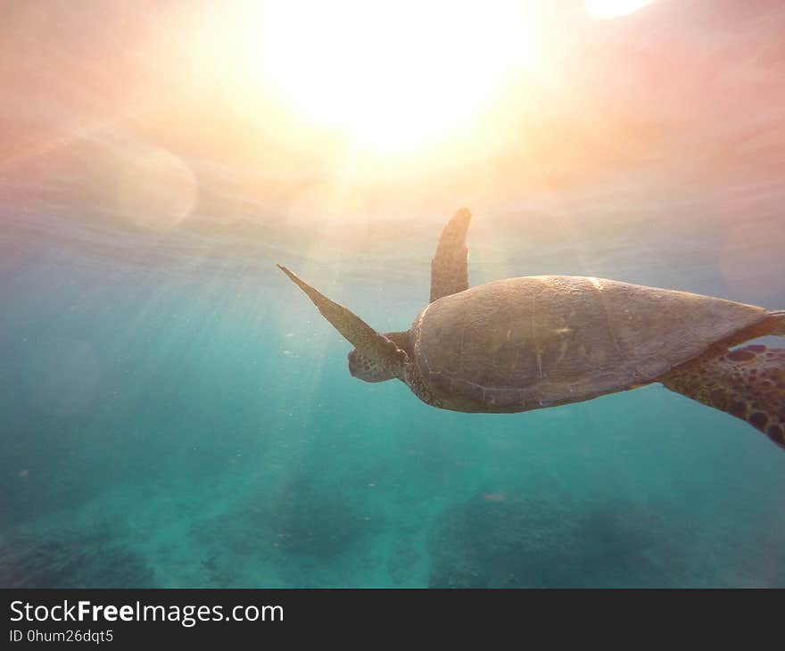 Sea Turtle, Turtle, Sea, Underwater