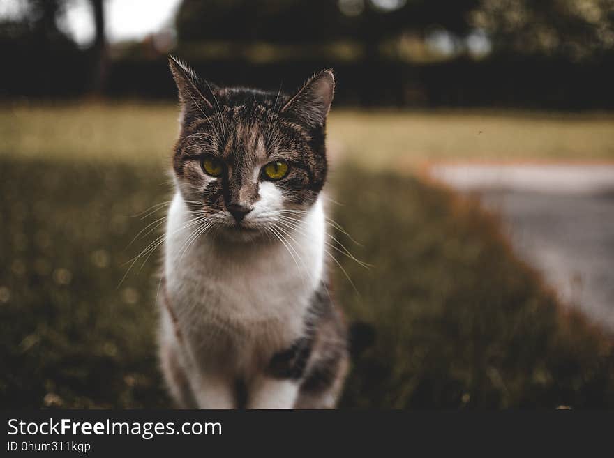 Cat, Whiskers, Fauna, Small To Medium Sized Cats