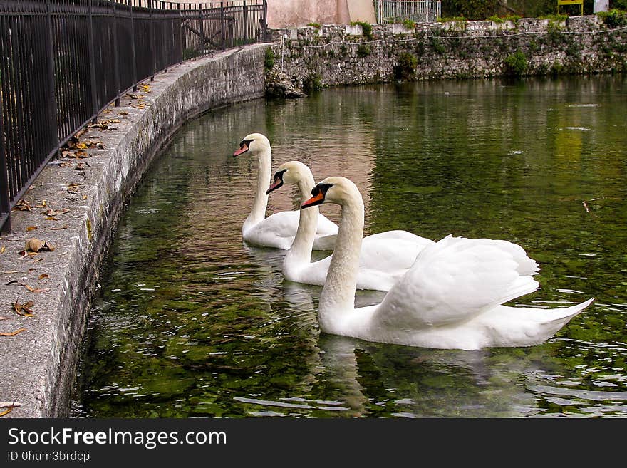 Bird, Waterway, Swan, Water