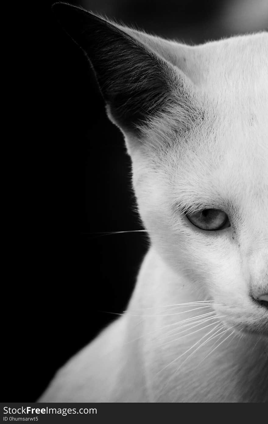 Cat, Face, White, Black