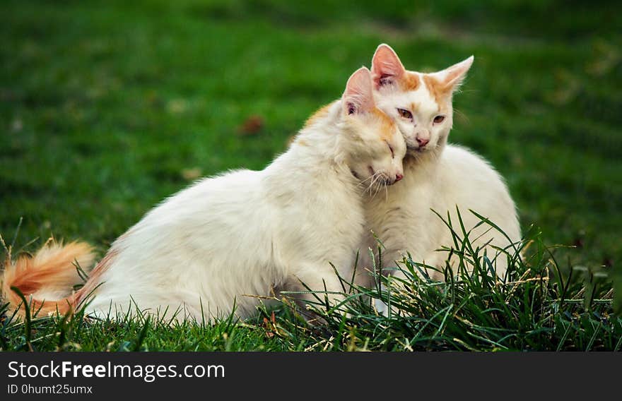 Cat, Small To Medium Sized Cats, Fauna, Grass