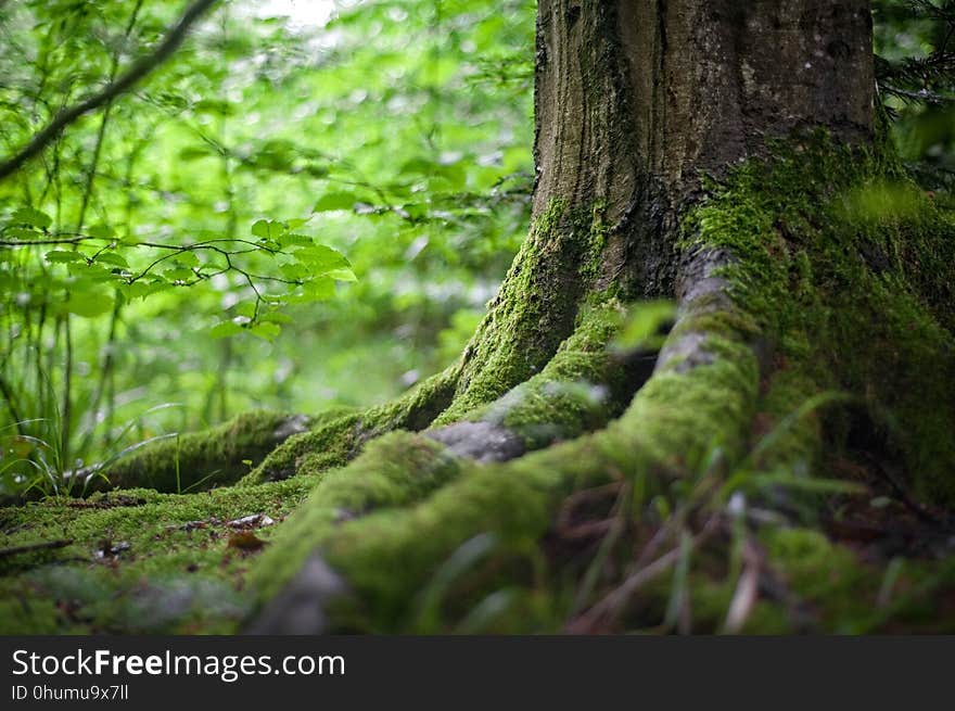 Vegetation, Green, Woodland, Nature