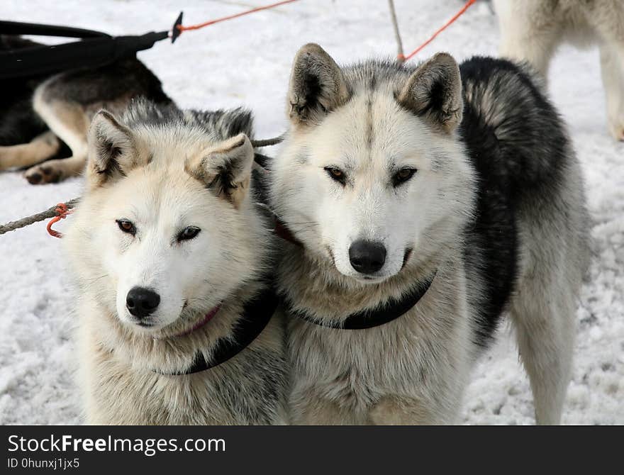 Dog Like Mammal, Dog Breed, Sakhalin Husky, Dog