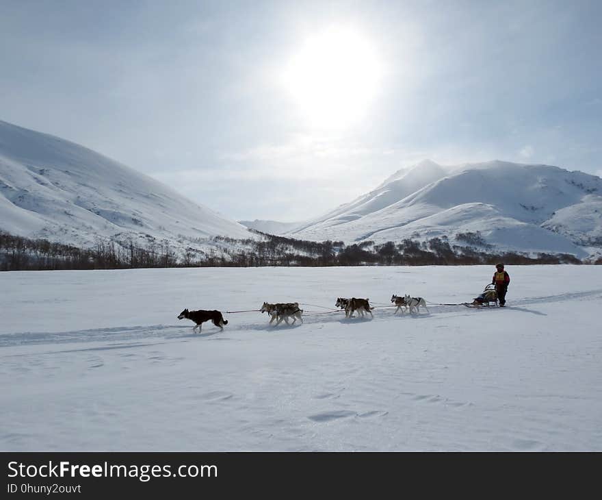 Snow, Arctic, Winter, Sled Dog Racing