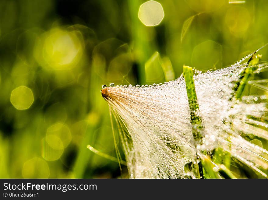 Water, Grass, Dew, Close Up