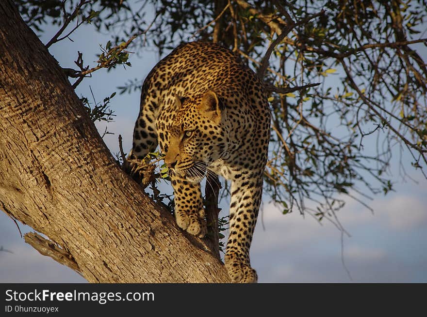 Leopard, Wildlife, Mammal, Terrestrial Animal