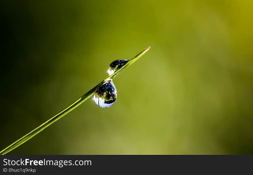 Water, Insect, Dragonfly, Dragonflies And Damseflies