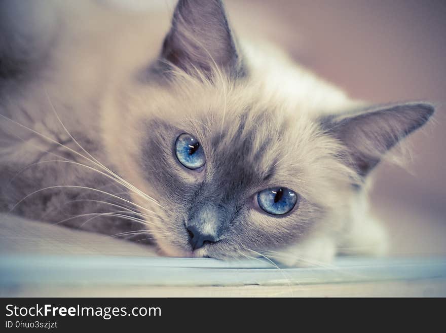 Cat, Face, Whiskers, Skin