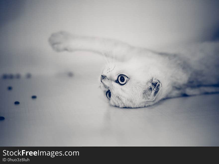 Blue, White, Cat, Close Up