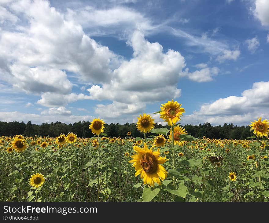 Flower, Sky, Field, Sunflower