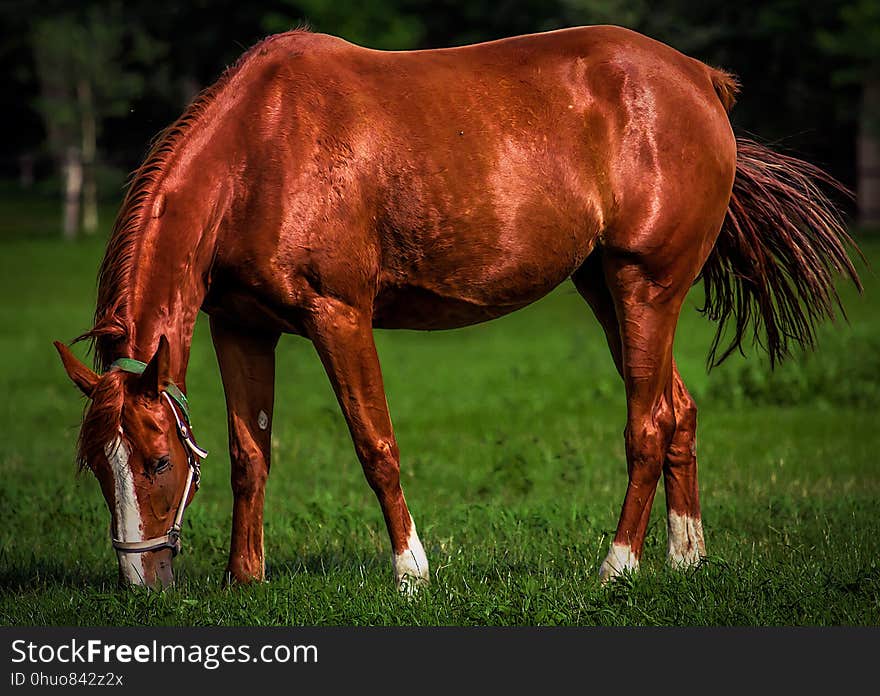 Horse, Grazing, Mane, Mare