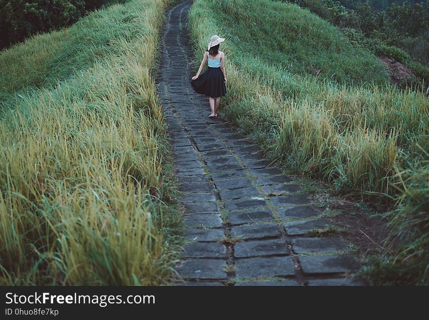 Path, Grass, Nature Reserve, Grass Family