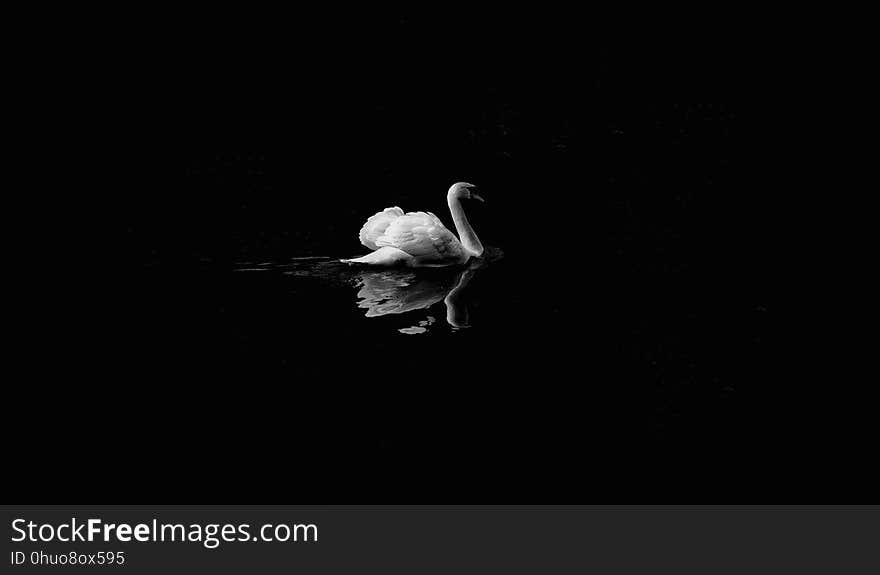 Black, Black And White, Water Bird, Monochrome Photography