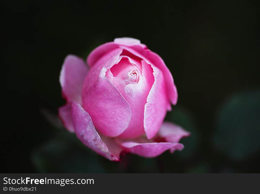 Flower, Pink, Rose Family, Rose