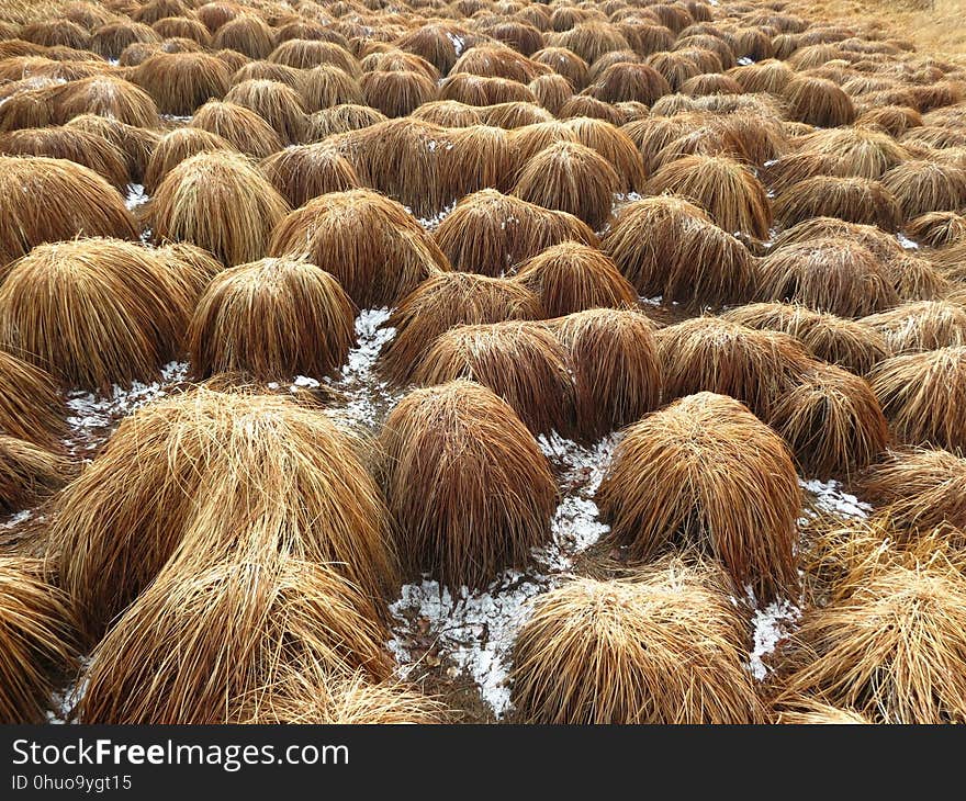 Straw, Grass, Grass Family, Hay