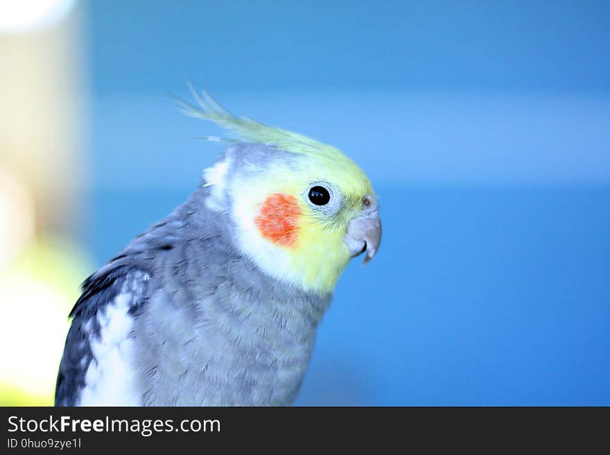 Bird, Parrot, Beak, Parakeet