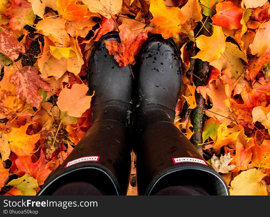 Yellow, Autumn, Leaf, Deciduous