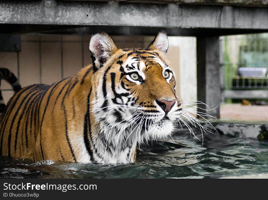 Tiger, Wildlife, Mammal, Fauna