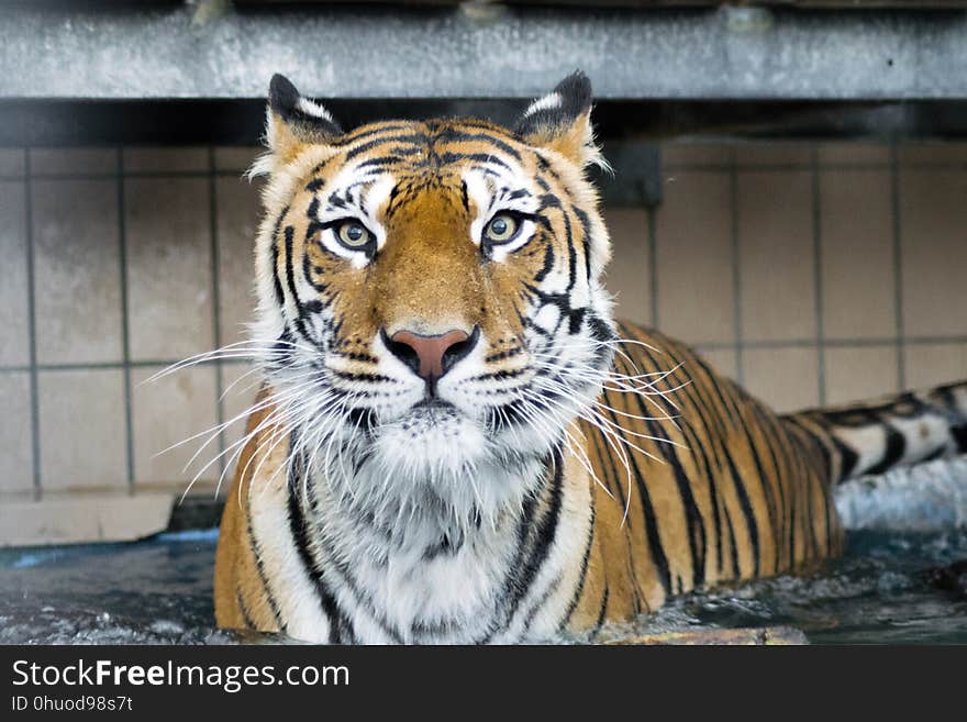 Tiger, Wildlife, Mammal, Fauna