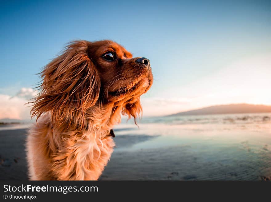 Dog, Dog Like Mammal, Dog Breed, Sky