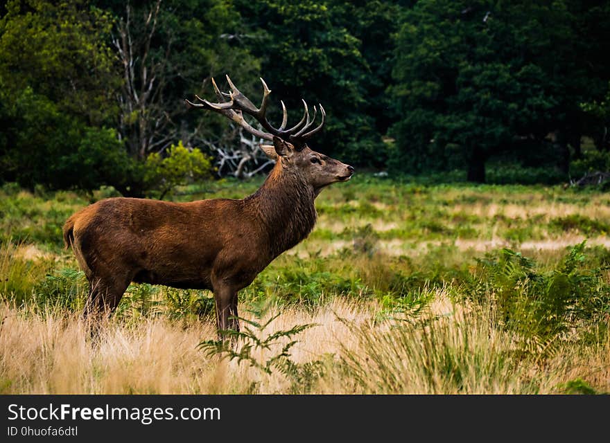 Wildlife, Deer, Fauna, Mammal