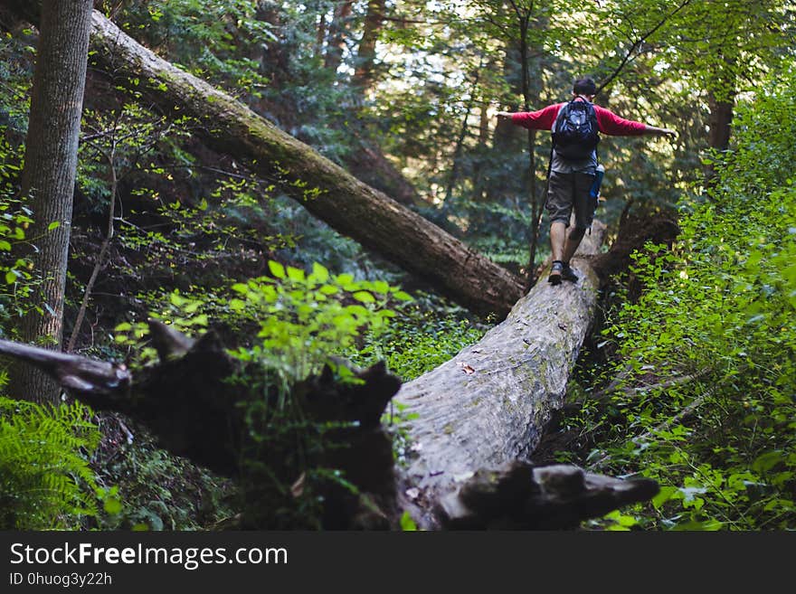 Nature Reserve, Wilderness, Tree, Old Growth Forest