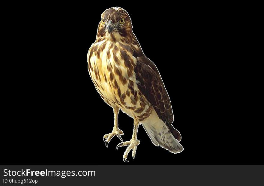 Hawk, Beak, Bird, Bird Of Prey