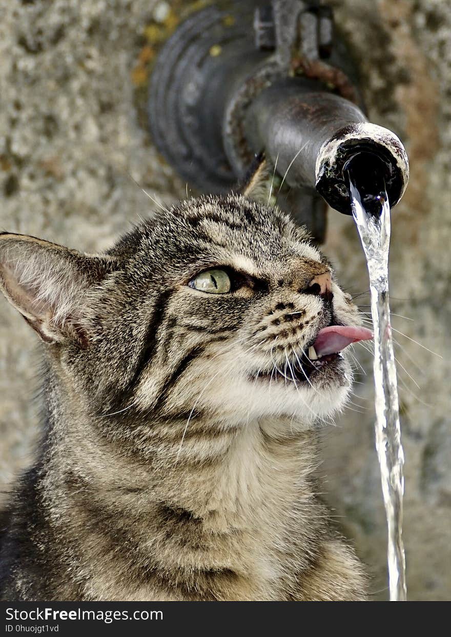 Cat, Whiskers, Facial Expression, Fauna