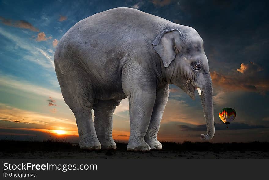 Elephant, Elephants And Mammoths, Indian Elephant, Mammal