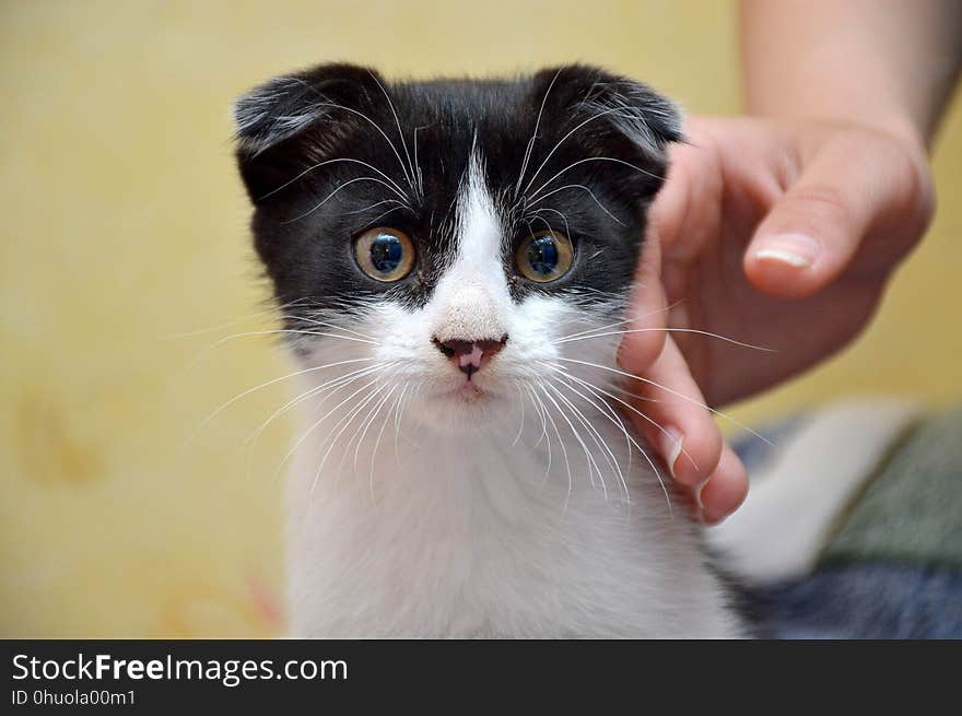 Cat, Whiskers, Small To Medium Sized Cats, Fauna