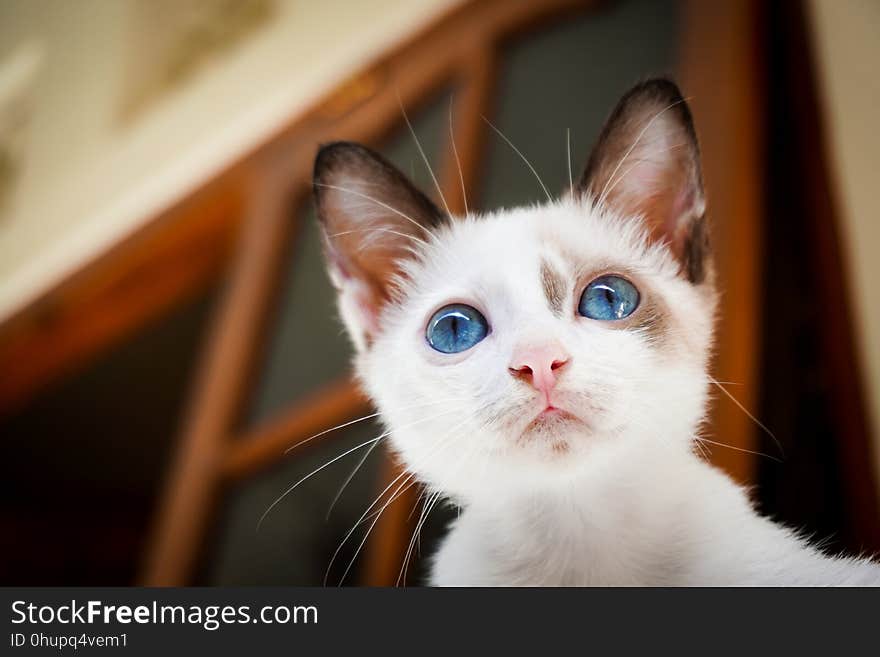 Cat, Face, Whiskers, Small To Medium Sized Cats