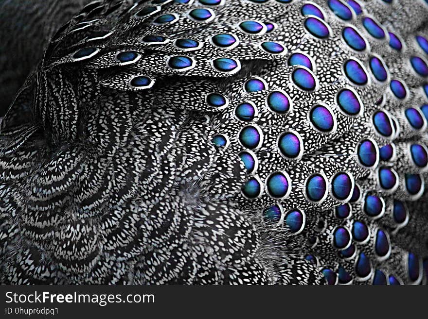 Organism, Pattern, Electric Blue, Feather