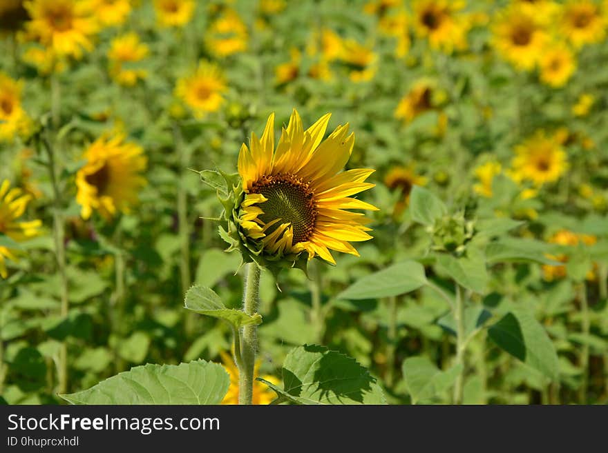 Flower, Sunflower, Yellow, Plant