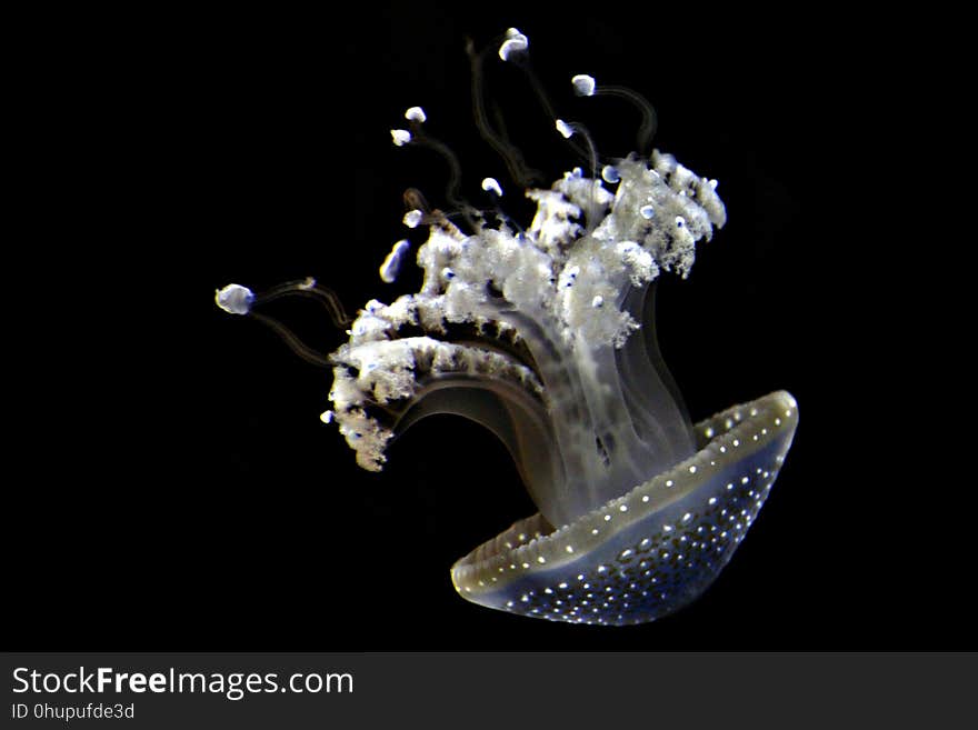 Organism, Still Life Photography, Marine Invertebrates, Invertebrate