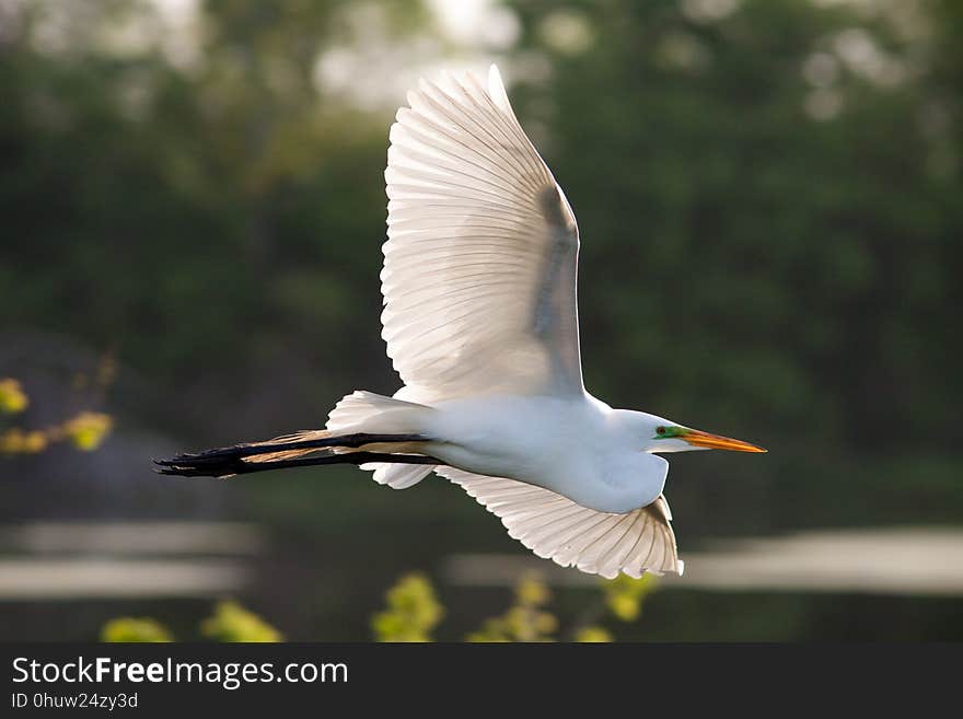 Great Egret