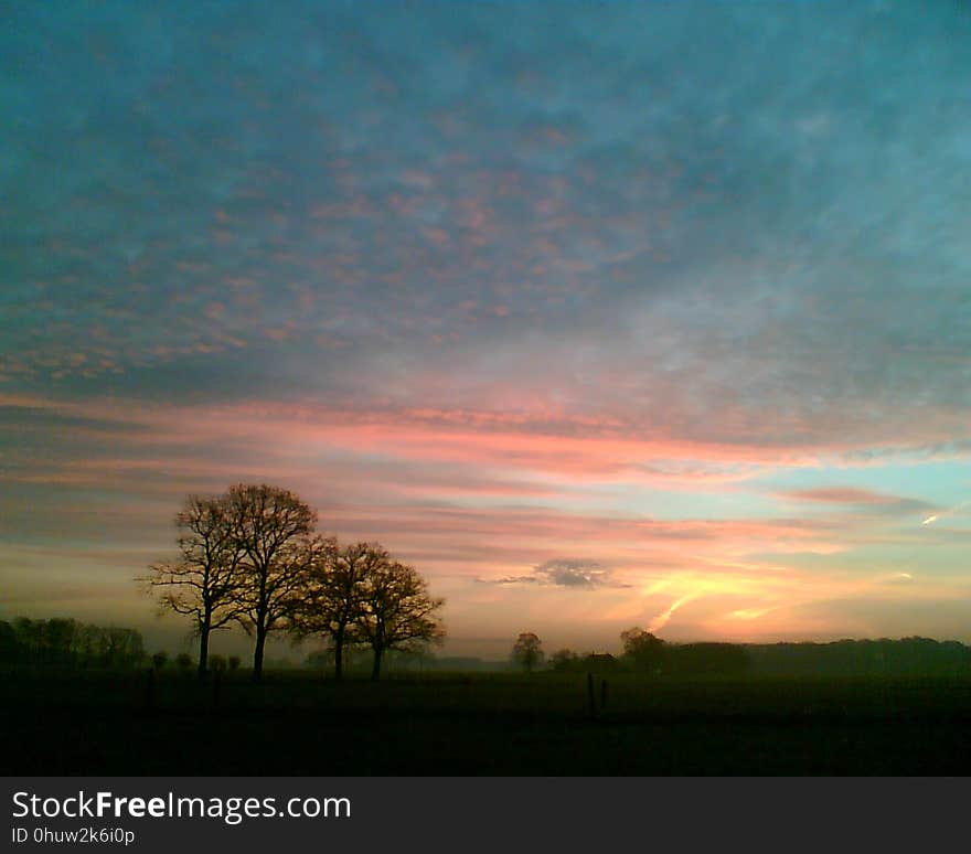 Oak trees on a february morning, in Eefde, the Netherlands. Oak trees on a february morning, in Eefde, the Netherlands.