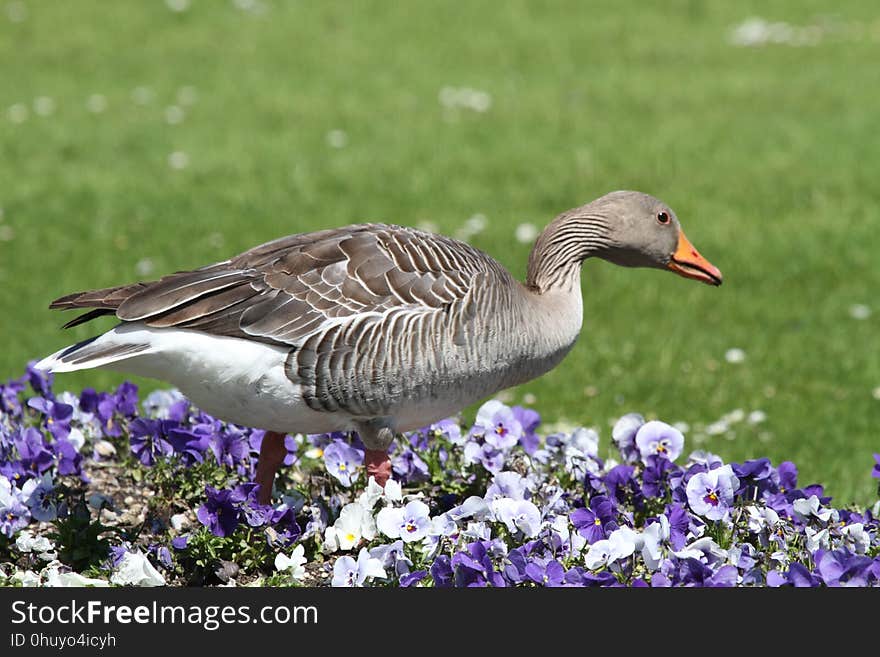 Bird, Ecosystem, Goose, Fauna