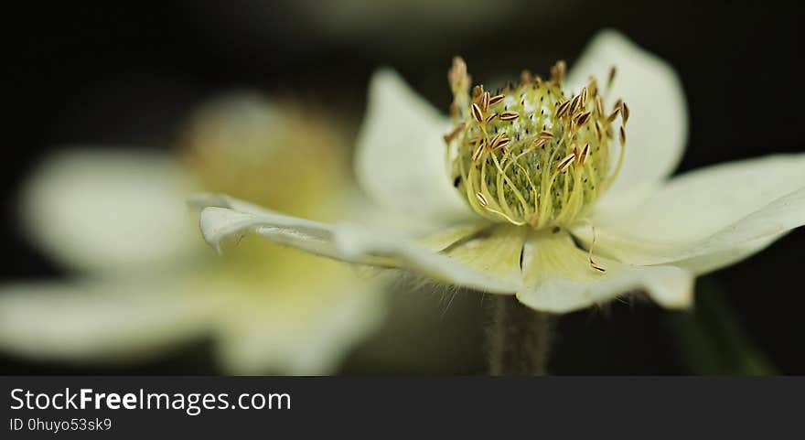 Flower, Flora, Plant, Close Up