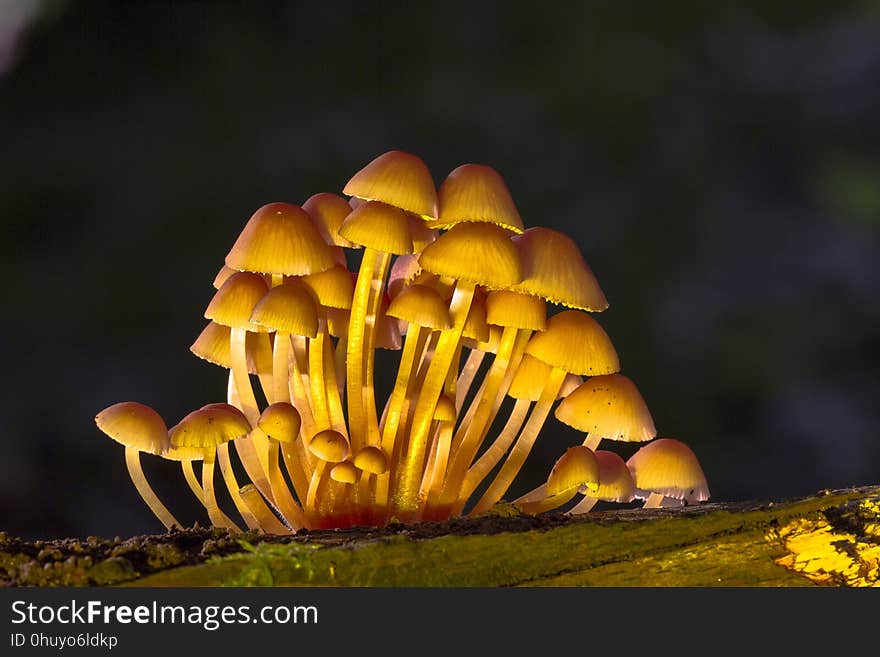 Mushroom, Fungus, Edible Mushroom, Macro Photography