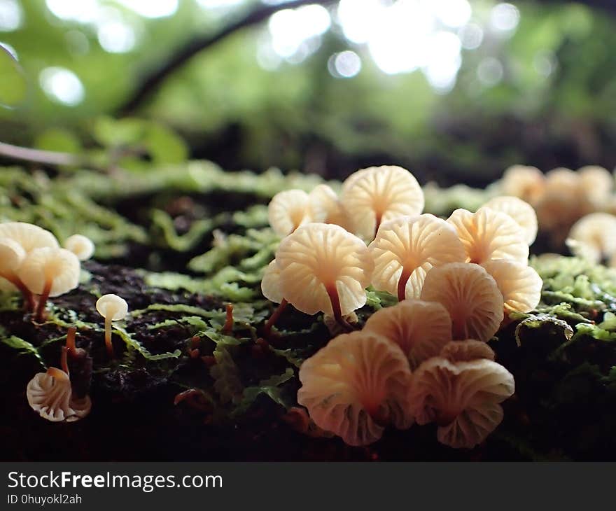 Flower, Plant, Spring, Fungus