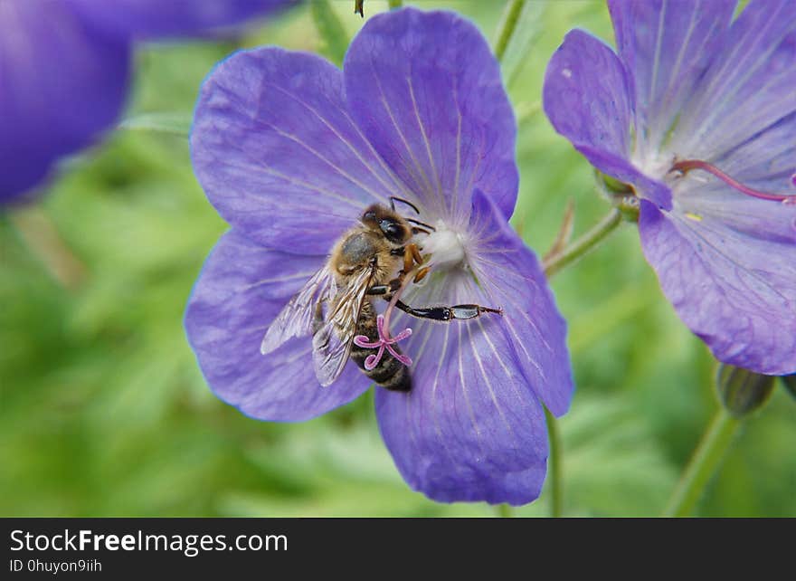 Flower, Honey Bee, Bee, Flora