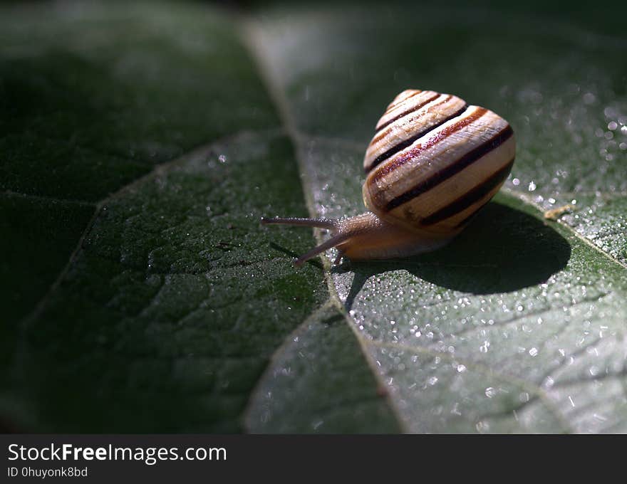 Snails And Slugs, Snail, Invertebrate, Macro Photography