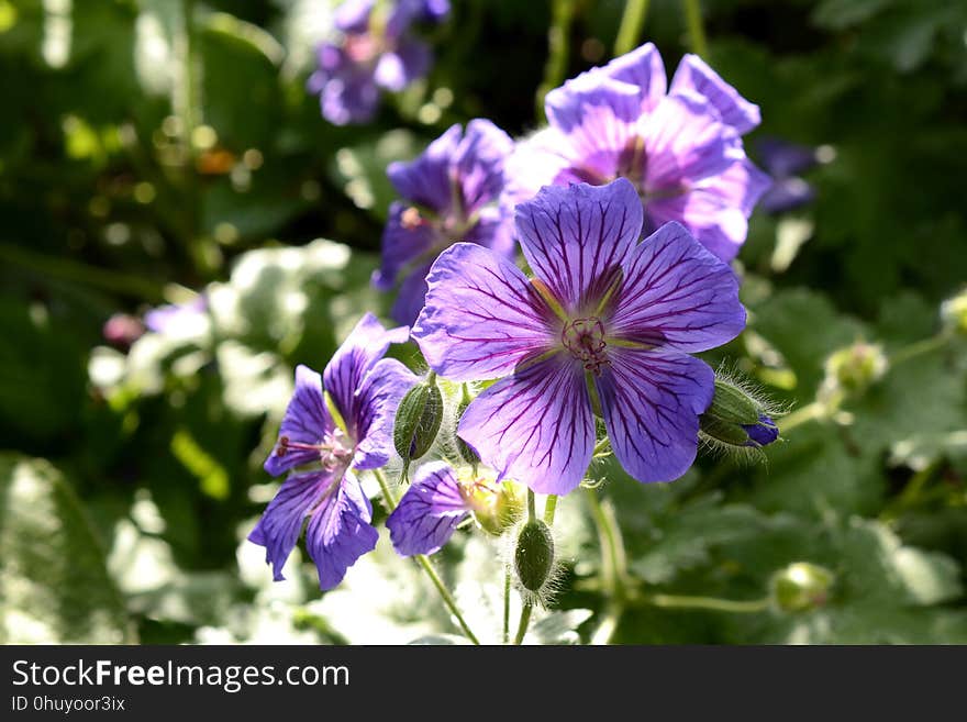 Flower, Plant, Purple, Flora