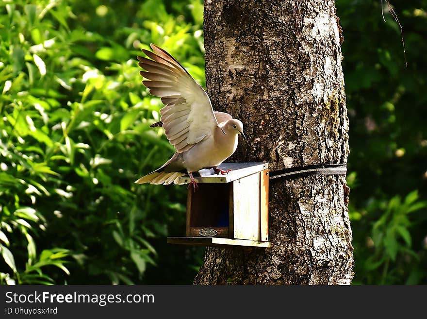 Bird, Fauna, Tree, Beak