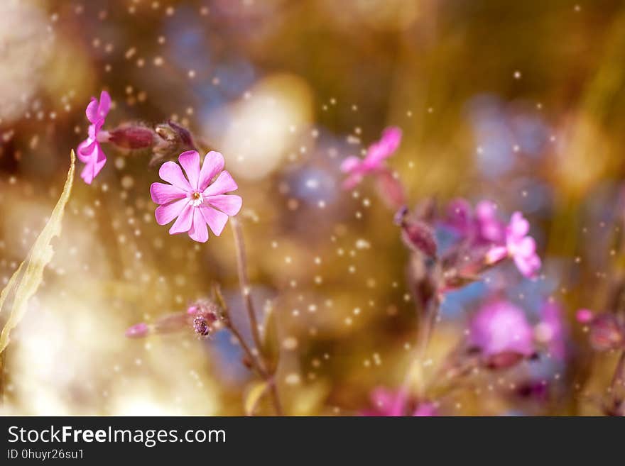 Purple, Blossom, Close Up, Petal