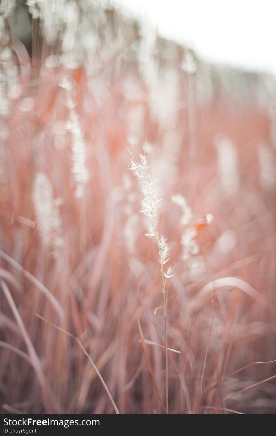 Pink, Light, Sunlight, Close Up