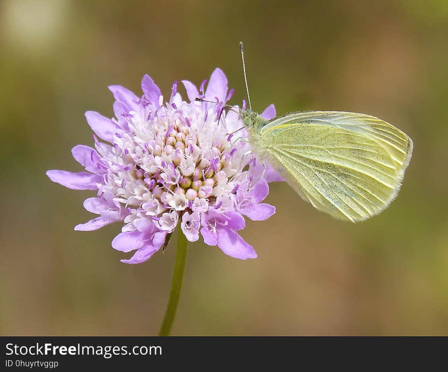 Flower, Insect, Moths And Butterflies, Butterfly